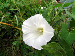 liseron des haies-calystegia sepium